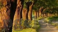 电竞足球比分118-电竞足球比分118，虚拟绿茵场上的数字狂欢与竞技新篇章